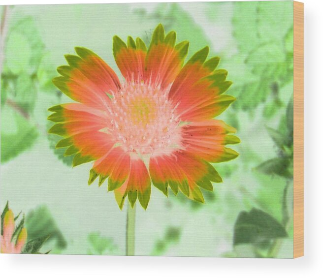 Flower Wood Print featuring the photograph Sunburst - PhotoPower 2250 by Pamela Critchlow