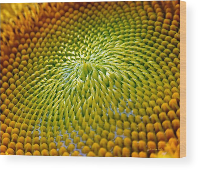 Sunflower Wood Print featuring the photograph Sunflower by Christina Rollo