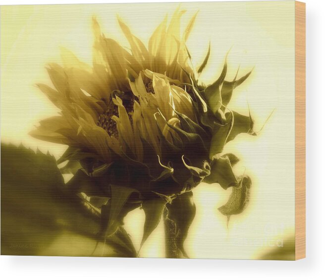 Sunflowers Wood Print featuring the photograph Sunflower - Fare thee well by Janine Riley