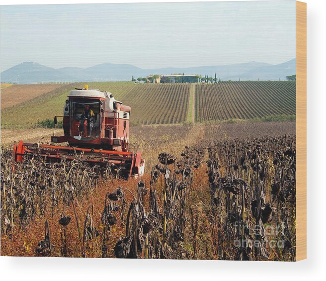 Sunflower Wood Print featuring the photograph Sunflower Seed Harvest by Tim Holt