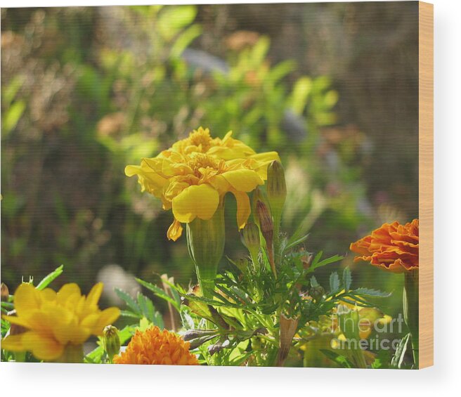 Marigold Wood Print featuring the photograph Sunny Marigold by Leone Lund