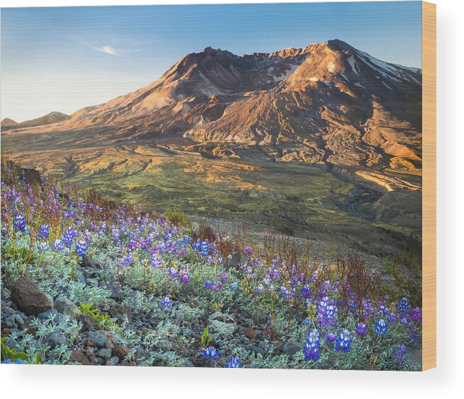 Sunrise Wood Print featuring the photograph Sunrise at Mount St. Helens by Kyle Wasielewski