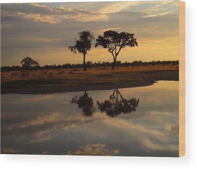 100324 Botswana & Zimbabwe Expeditions Wood Print featuring the photograph Sunrise over Savuti Park by Gregory Daley MPSA