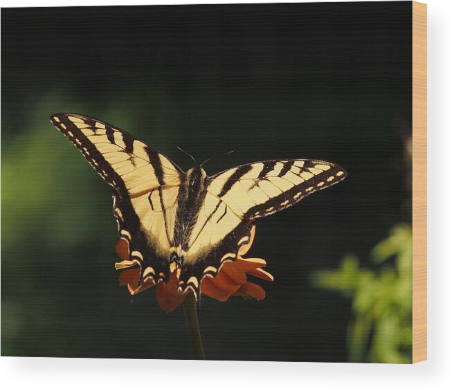 Flowers Wood Print featuring the photograph Swallowtail Butterfly by Dorothy Lee