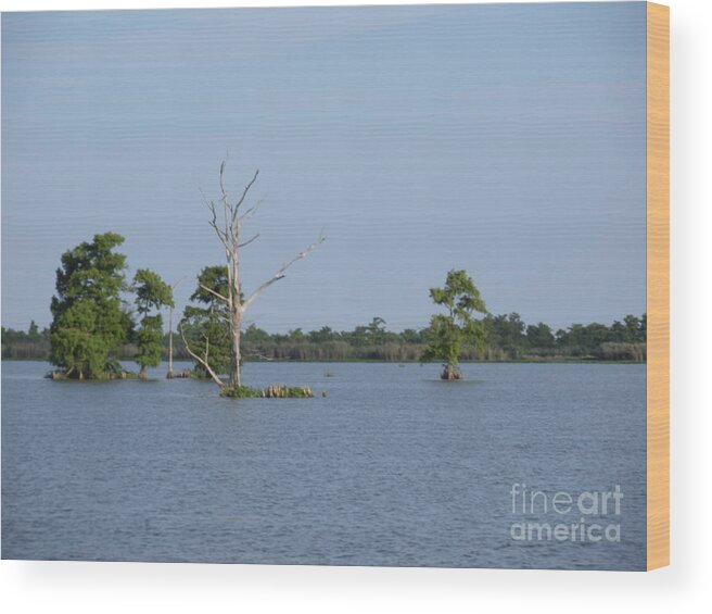 Water Lilly Wood Print featuring the photograph Swamp Cypress Trees by Joseph Baril