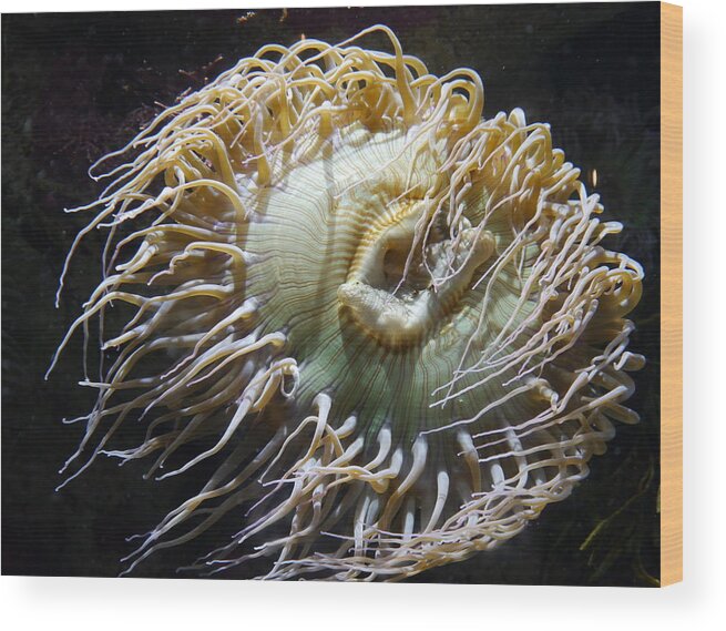 Sea Anemone Wood Print featuring the photograph Sway With Me by Amelia Racca