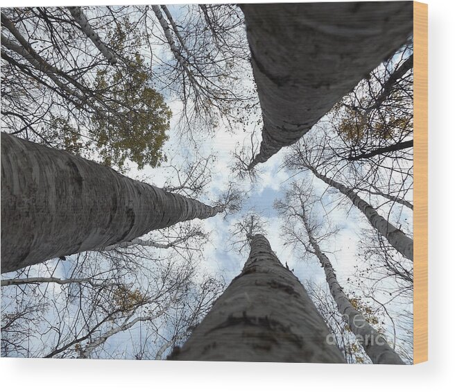 Nature Birch Tree Woods Fall Autumn Outside Trees Wood Print featuring the photograph Tall Birches by Erick Schmidt