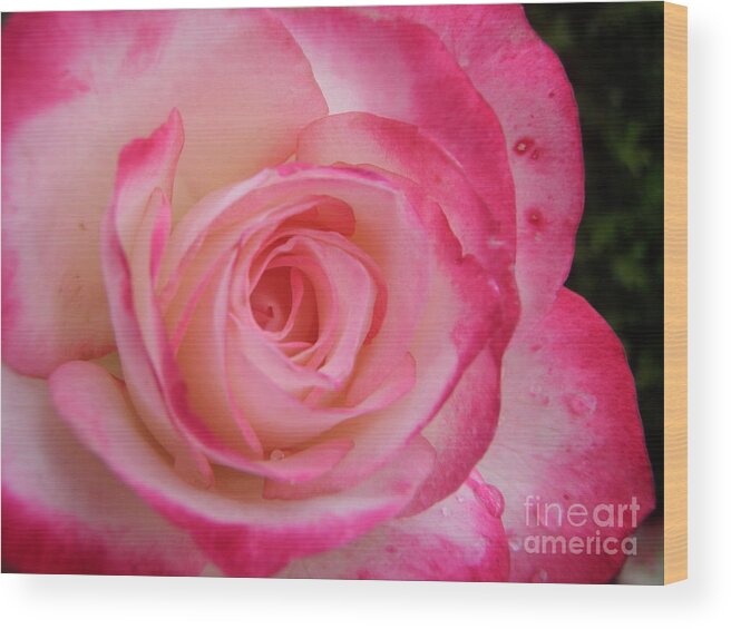 Rose Wood Print featuring the photograph Tender by Nona Kumah