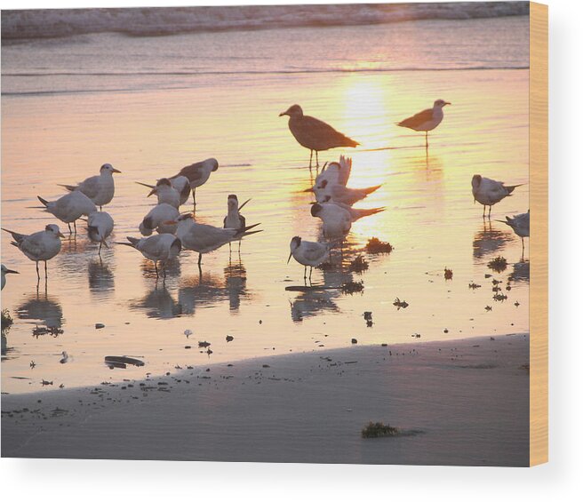 Beach Photos Wood Print featuring the photograph Terns At Sunrise With Seagull by Julianne Felton