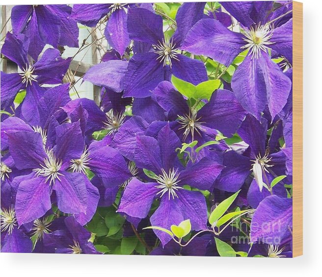 Clematis Vine Wood Print featuring the photograph The Beauties by Jackie Mueller-Jones