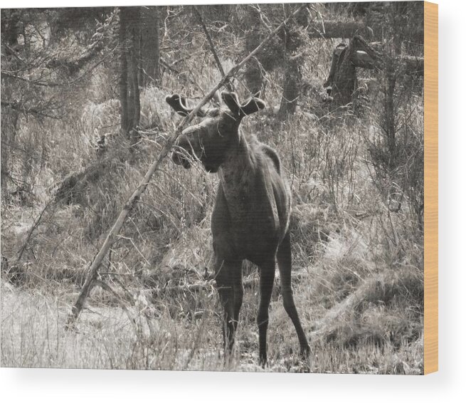 Moose Wood Print featuring the photograph The Big Dripper by Gigi Dequanne