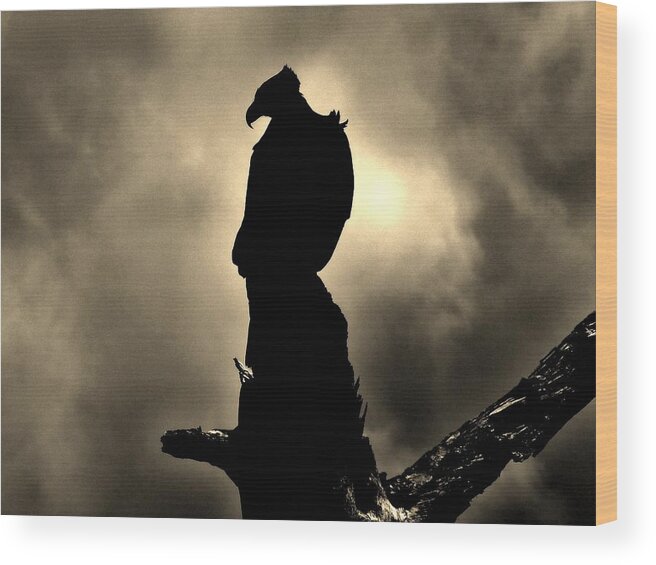 Eagle Wood Print featuring the photograph The Dark Knight by Bob Geary