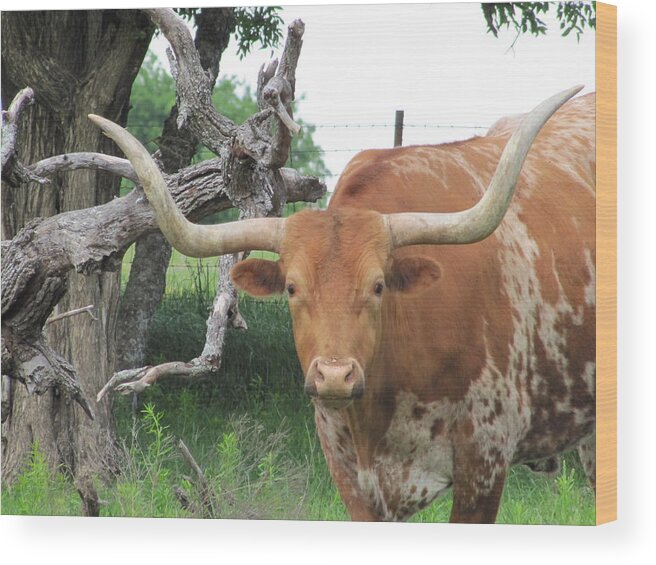 Longhorn Named Bevo Wood Print featuring the photograph The Eyes of Texas by Shawn Hughes