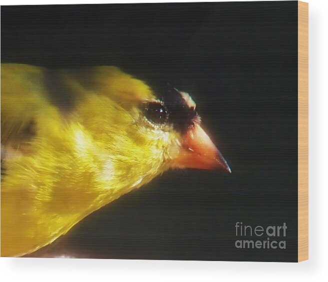 Goldfinch Wood Print featuring the photograph The Goldfinch by Judy Via-Wolff