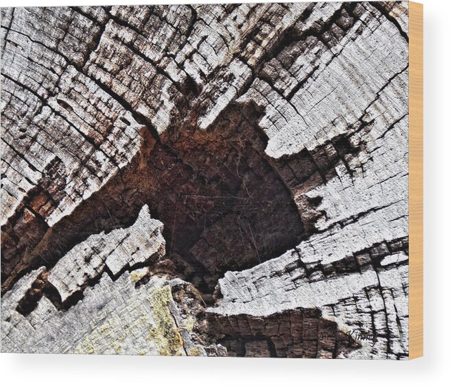 Nature Wood Print featuring the photograph The Life of a Tree by Susan Kinney