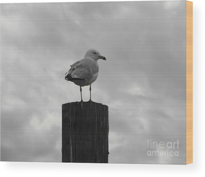 Seagull Wood Print featuring the photograph The Lookout by Michael Krek