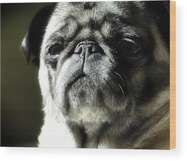 Dog Wood Print featuring the photograph The Matriarch by Michael Eingle