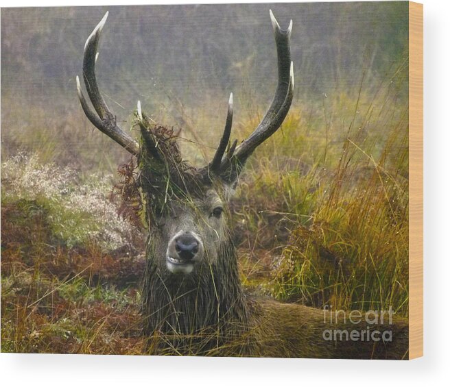 Deer Wood Print featuring the photograph Stag Party The Series The Morning After by Linsey Williams