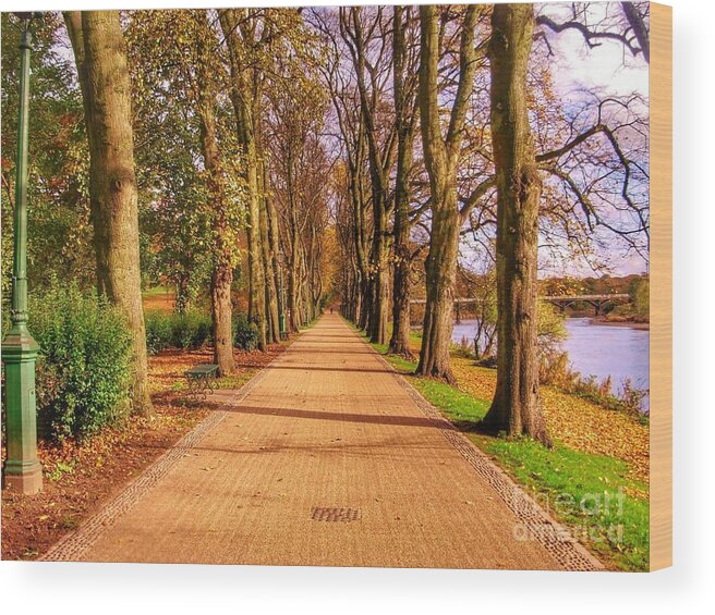 Avenham Park Wood Print featuring the photograph The Riverside at The Avenue of Limes by Joan-Violet Stretch