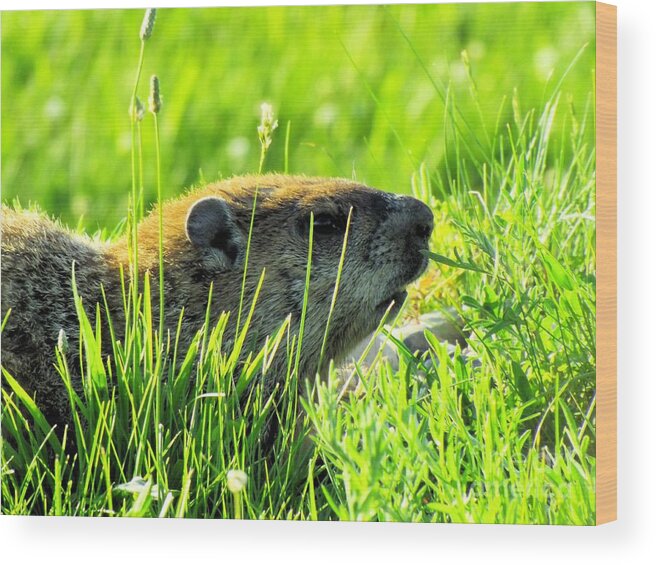 Groundhog Wood Print featuring the photograph The Sound Of Silence by Robyn King