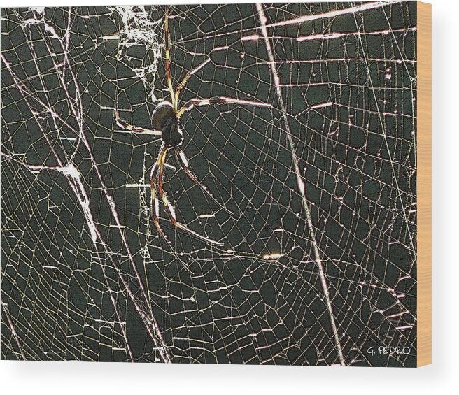 Banana Wood Print featuring the photograph the Spider's Web by George Pedro