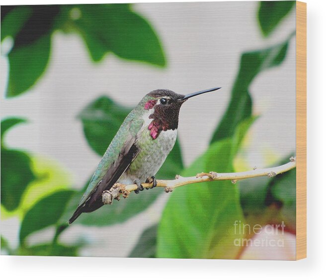 Hummingbird Wood Print featuring the photograph The Watchman On Duty by Marilyn Smith