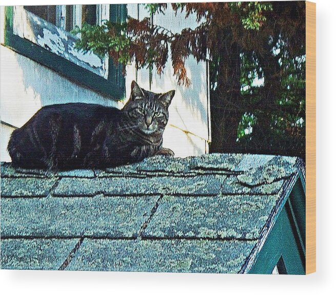 Cat Wood Print featuring the photograph This is My roof by Joy Nichols