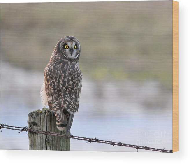 Short-eared Owl Wood Print featuring the photograph Those Eyes by Sharon Talson