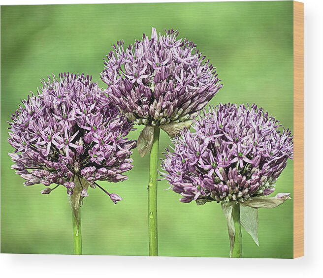 Purple Sensation Allium Wood Print featuring the photograph Three Purple Sensation Alliums by Janice Drew