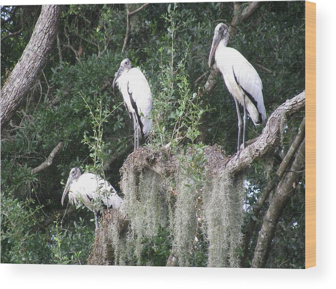 Landscape Wood Print featuring the photograph Three Wood Storks by Ellen Meakin