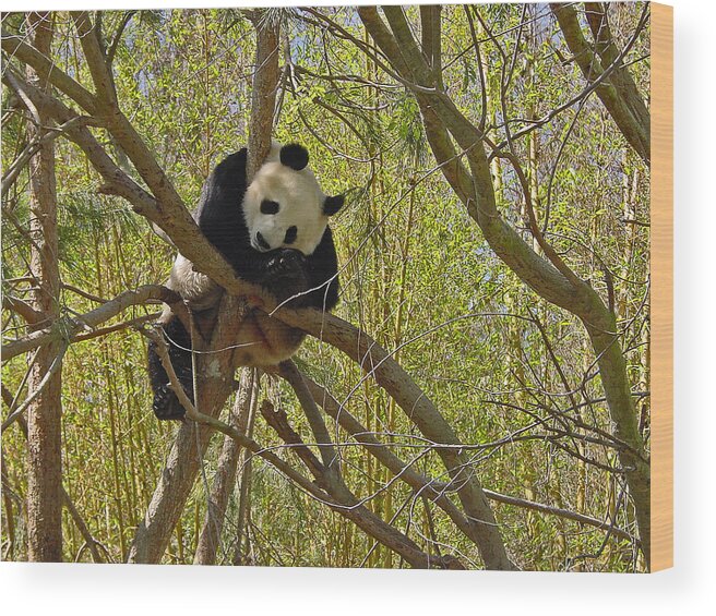 Panda Bears Wood Print featuring the photograph Ti Lin by Guillermo Rodriguez