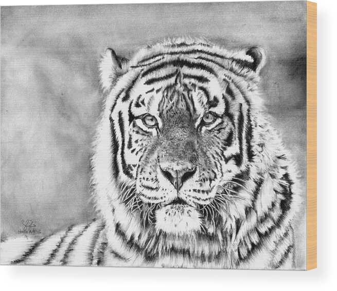 Prowling Tiger PRINT - Pencil Portrait – K Munroe Art