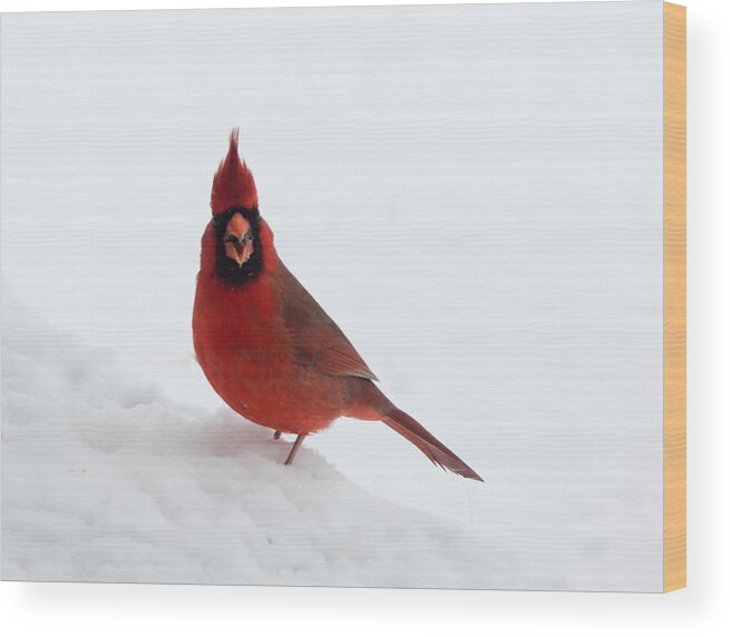 Jan Holden Wood Print featuring the photograph Tiny Cardinal in the Snow by Holden The Moment