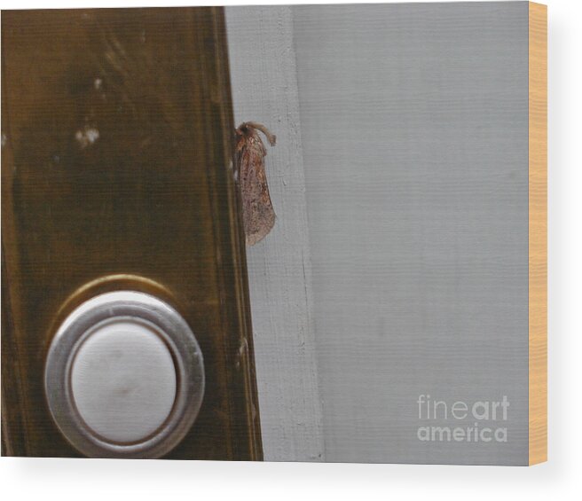 Moths Wood Print featuring the photograph Tiny Doorbell Moth by Christopher Plummer