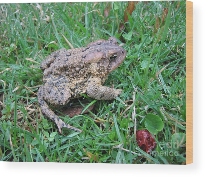 Toad Wood Print featuring the photograph Toad by Creative Solutions RipdNTorn