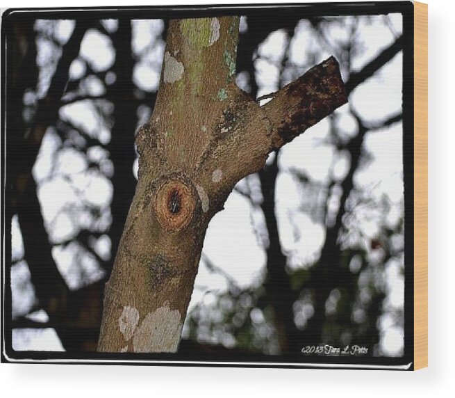 Tree Wood Print featuring the photograph Tree Observation by Tara Potts