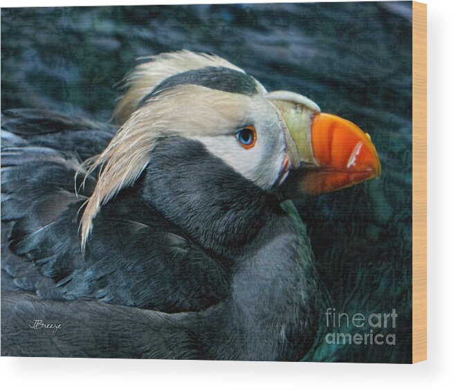 Puffin Wood Print featuring the photograph Tufted Puffin Profile by Jennie Breeze