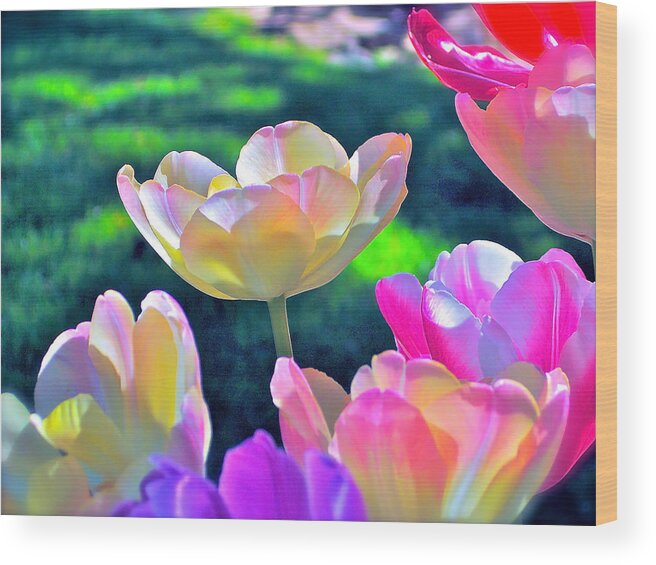 Flowers Wood Print featuring the photograph Tulip 21 by Pamela Cooper