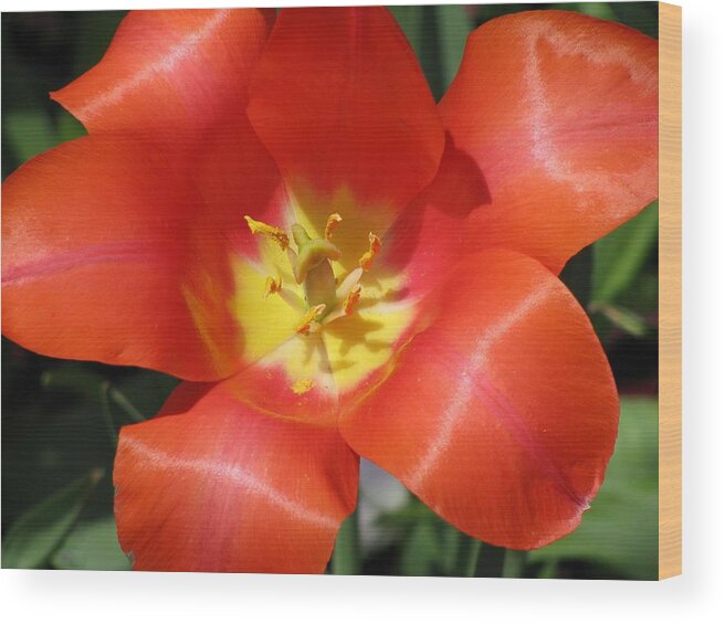 Tulip Wood Print featuring the photograph Tulips - Desire 05 by Pamela Critchlow