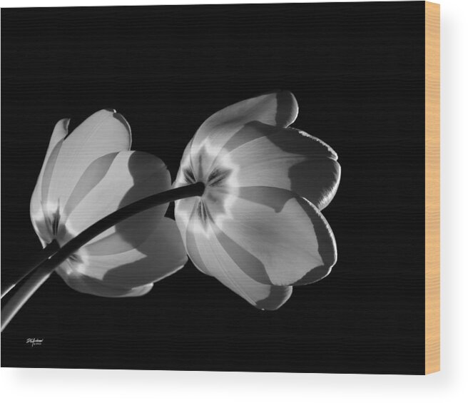 Tulips Wood Print featuring the photograph Tulips tipping to the sun by Don Anderson