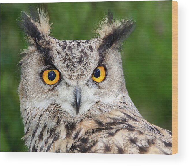 Bird Wood Print featuring the photograph Turkmenien Eagle Owl by Nigel Downer
