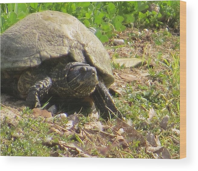 Turtle Wood Print featuring the photograph Turtle Up Close by Ella Kaye Dickey