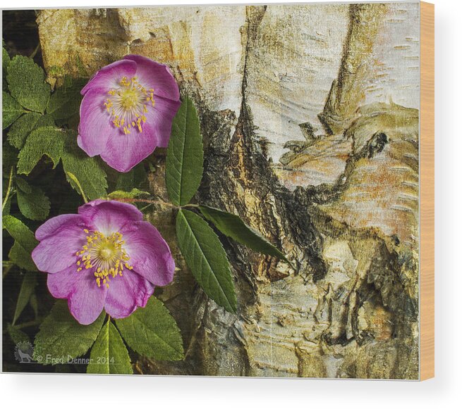 Roses Wood Print featuring the photograph Twin Wild Roses by Fred Denner