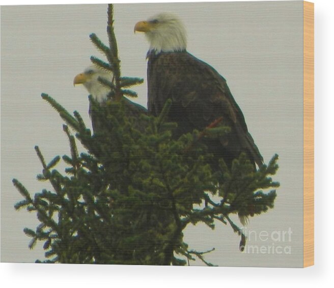 Garibaldi Wood Print featuring the photograph Two Eagles by Gallery Of Hope 