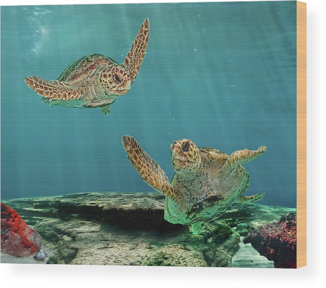Underwater Wood Print featuring the photograph Two Mature Loggerhead Turtles On Reef by Melinda Moore