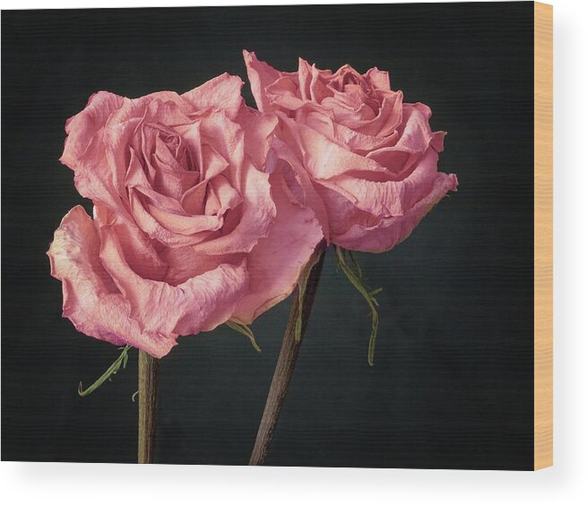Tranquility Wood Print featuring the photograph Two Pink Roses, Still Life by Raspu