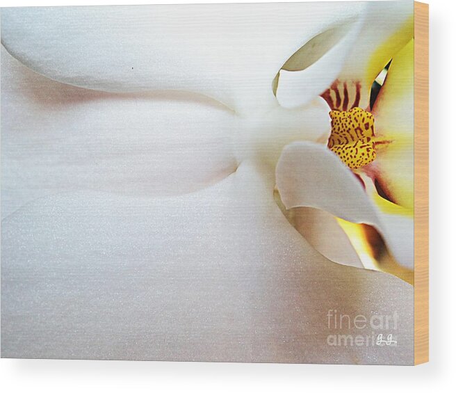 Orchid Photographs Wood Print featuring the photograph Up Close and Personal by Geri Glavis