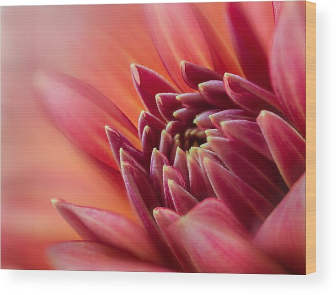 Flower Wood Print featuring the photograph Uplifting by Mary Jo Allen