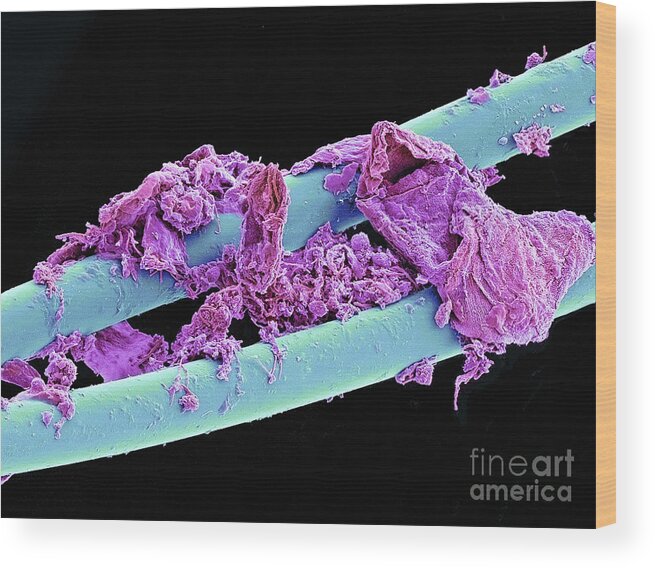 Bacteria Wood Print featuring the photograph Used Dental Floss SEM by Spl