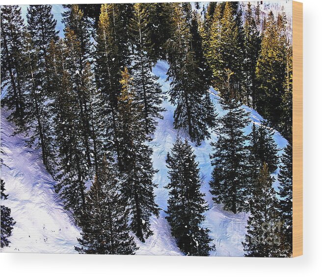 High Places Wood Print featuring the photograph View of Evergreens at Beaver Creek Colorado by Jacqueline M Lewis